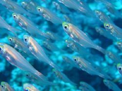 Glass Fish in school, Dahab, Egypt - Oct 2005.
Canon A51... by John Mcguigan 